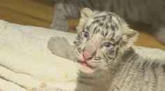 V čínské zoo se narodilo šest bílých tygrů. Jedná se o světový unikát