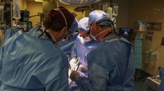 První člověk s transplantovanou prasečí ledvinou po dvou měsících zemřel