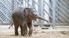 VIDEO: Takhle tančí malé slůně Sita v pražské zoo