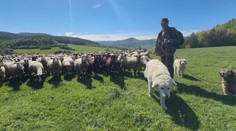 Ze Slovenska mizí bačové. Chov ovcí přebírají moderní farmy
