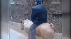 Vtipné video: Číňan si osedlal prase, jezdí na něm do práce