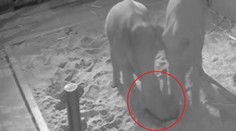 Zoo zveřejnila záběry z porodu sloní holčičky: Spadlo na ni starší slůně!