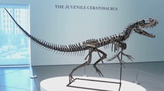 Vědci zjistili, proč měl t-rex malé přední končetiny. Důvod všechny překvapil
