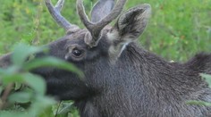 Los Emil je opět v kondici, zatím zůstává na Šumavě. Nechte ho v klidu, radí experti