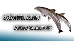 Delfín se ve výskoku srazil s jiným. Zemřel!