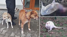 Psi za sebou v Hradci nechali spoušť! Zakousli klokany, pštrosa i daňky