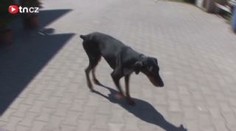 Dobrman bojoval o život. Vyhrál díky dobrotě lidí