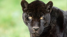 Na Táborsku možná pobíhá puma. Policie řeší už druhé oznámení