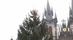 Na Staroměstském náměstí už stojí strom. Rozsvítí ho v sobotu