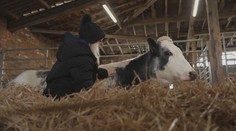 Obejmi svou krávu. Britská farma láká na netradiční terapii