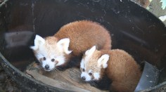 Lidé se v zoologických zahradách neumí chovat. Ohrožují sebe i zvířata