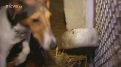 Česko rájem překupníků se štěňaty: Za hranice jich putují tisíce