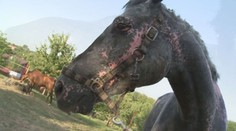 Popálený kůň Šony unikl smrti z hořící stáje, pomalu se zotavuje