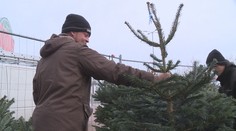 O předvánoční brigády je velký zájem. Při hledání práce pomůže aplikace