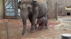 Radost v ostravské zoo: V noci se narodilo nádherné slůně