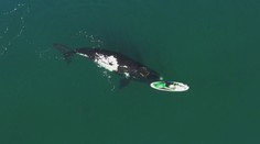 Nevšední záběry: Žena na paddleboardu si "hrála" s velrybou