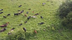 VIDEO: Stádo krav s GPS na krku. Rumunští farmáři hlídají dobytek přes mobilní aplikaci