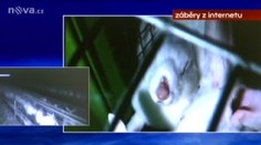 Ochranáři: Na farmě u Plzně týrají králíky