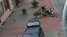 Policisté hledali v Praze vzácného kohouta. Rozuzlení všechny překvapilo