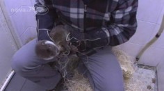 VIDEO: Vydří sirotky zachránili zákazníci ve stavebninách