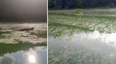 Plasty a zdechliny ryb i ptáků: Otava je šílená, zlobí se Míla. Co na to úřad?