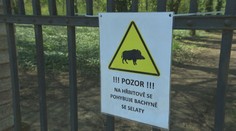 Na pražském hřbitově se usídlila bachyně se selaty. Myslivci jsou na ni krátcí