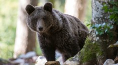 Setkání medvědů a lidí na Slovensku přibývá. Šelmy jsou méně plaché