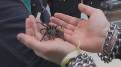 Jedinečný zvířecí veletrh v Praze: Pohlaďte si sklípkana nebo pošlete psa na masáž