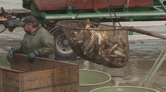 Kvůli nákaze museli veterináři zlikvidovat chov ryb na Pardubicku