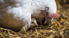 Ptačí chřipka nabírá na síle. Veterináři v ČR zakázali venkovní chov drůbeže