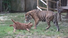 Zoo Praha představila nového tygra. Poprvé se ukázal návštěvníkům