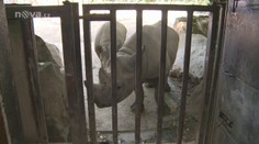 Zoo ve Dvoře Králové pomohla zachránit vzácný druh nosorožce