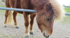 Syřan (23) se ukájel na poníkovi na farmě pro děti! Hrozí mu vězení