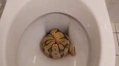 Host se nastěhoval v Praze do hotelu, na WC ho překvapila krajta královská