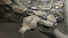 Zloději ukradli hroznýše královského ve škole