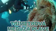 Třímetrová medúza plave v Japonském moři