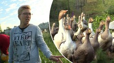 Králíci, husy a buldozer: Jak Mirka zvládne hospodářství ve Výměně?