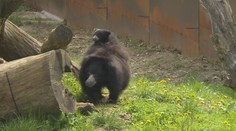 Zoologické zahrady se pyšní novými přírůstky. Ve Zlíně odchovali vzácného medvěda