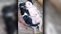 Napůl prase a napůl člověk. Vesnice se bojí zlého znamení
