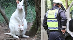 Ze zoo se ztratilo albínské mládě klokana! Případem se zabývá policie