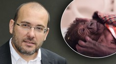 Gorilí mládě matce nevrátíme, říká ředitel zoo Bobek