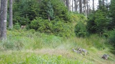 VIDEO: V Českém Švýcarsku se narodila vlčata. Národní park ukázal, jak roztomile dovádí