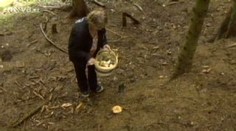Snědla muchomůrku zelenou a přežila