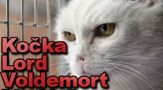 Kočka Lord Voldemort hledá domov