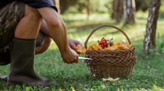 Houbařením se dá pořádně zbohatnout. Lidé si v lese vydělají i desetitisíce korun