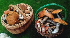 Marie vyrazila na houby, počíhali si na ni mladíci. Přišla o tašku plnou hřibů