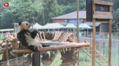 Video: Osamělá panda sleduje v televizi své kamarády