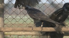 Havrany z Tábora měla vyhnat dravá káňata, příroda se rozhodla jinak