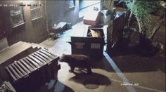 Video: Hladový medvěd krade popelnici