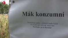 Dozrává mák a narkomani vyráží do polí